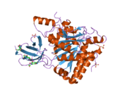 2nsm: Crystal structure of the human carboxypeptidase N (Kininase I) catalytic domain