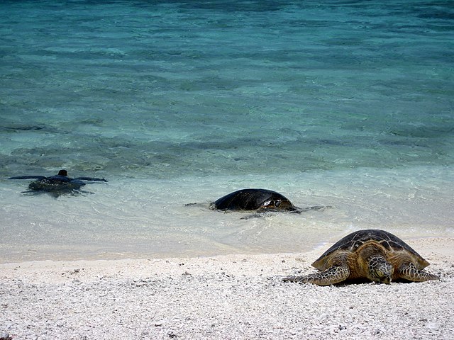 Some green sea turtles come ashore on a Kure Atoll beach