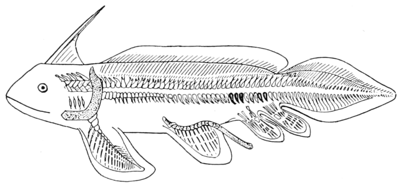 File:PSM V61 D544 Pleuracanthus decheni restored.png