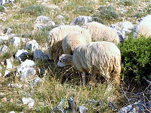 Hausschaf: Bezeichnungen des Schafes, Geschichte des Schafes als Haustier, Verbreitung