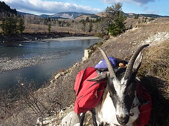 Pack Goat in Southern Alberta, Canada Pack Goat.jpg
