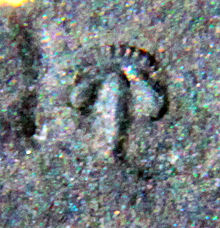 Internal moult of the cranidium of Pagetia fossula, 2mm, showing scrobiculate border and glabellar spine Pagetia fossula cephalon CRF.jpg