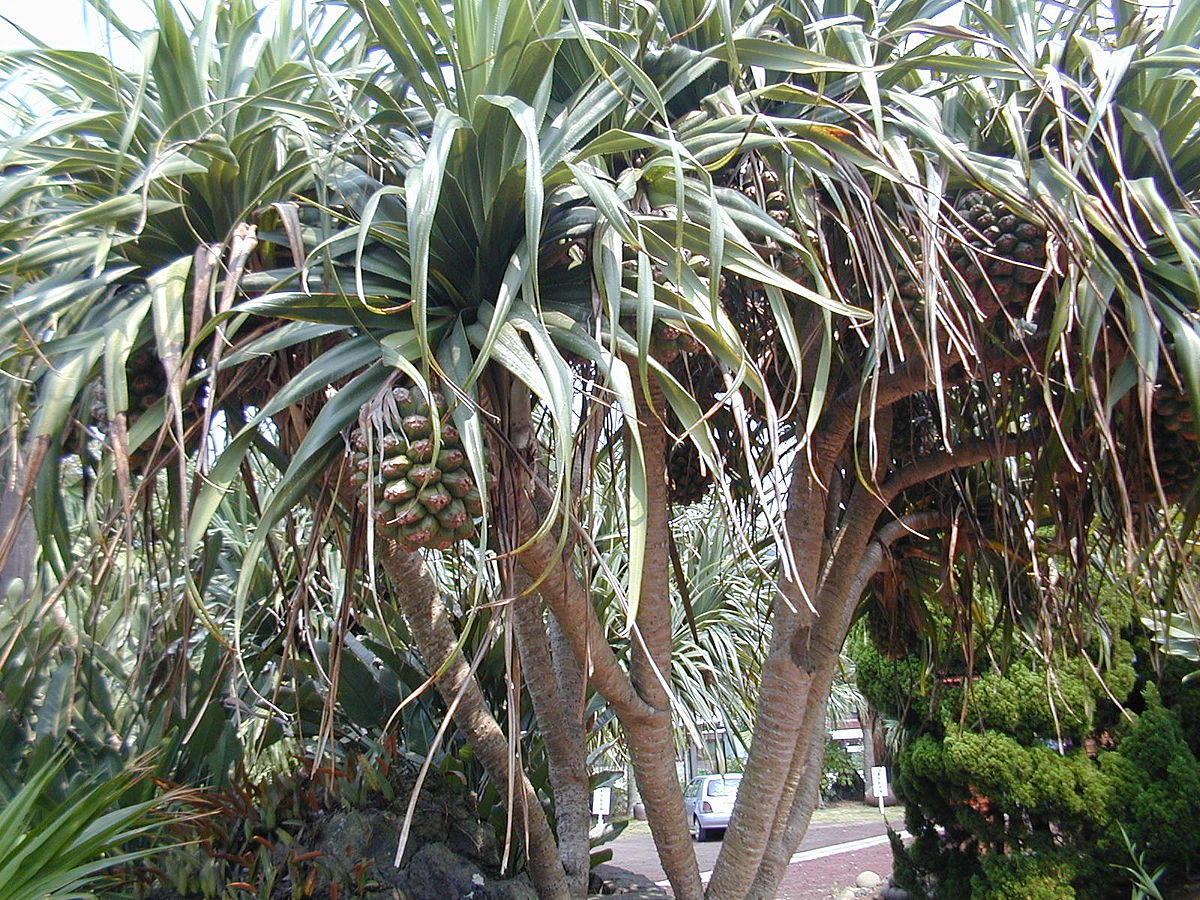 Pandanus boninensis - Wikipedia