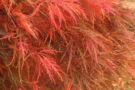 Red leaves in autumn at Panteg Park.