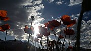 Miniatuur voor Bestand:Papaver Rhoeas Far-gh 02.jpg