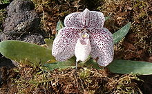 Paphiopedilum godefroyae OrkideBln0906a.jpg