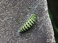 Papilio machaon Linnaeus, 1758