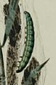 Paradoxus osyridellus larva1.JPG