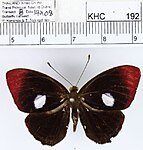 Paralaxita telesia boulleti male dorsal.JPG