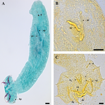 Ancyrocephalidae