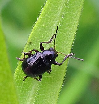 <i>Paria thoracica</i> Species of beetle
