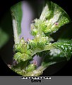 Inflorescence with ♀ flowers