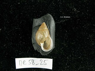 <i>Partula taeniata</i> Species of gastropod