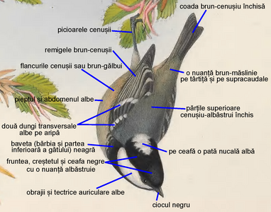 Pițigoiul de brădet (Periparus ater) are două dungi alare transversale pe aripă formate de vârfurile albe ale supraalarelor mijlocii și mari