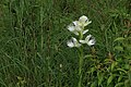 Pecteilis gigantea