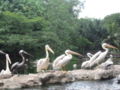 Pelicans