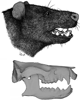 <i>Peligrotherium</i> Extinct genus of mammals