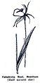 Caladenia roei Illustration in: Emily H. Pelloe: West Australian Orchids, Perth - Western Australia (1930)