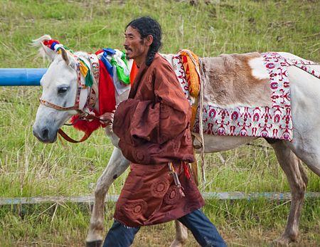 Ngựa_Tây_Tạng