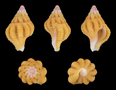 Peristernia reincarnata (Juvenile)