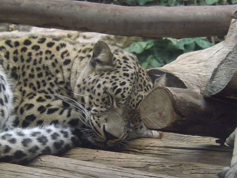 File:Persian Leopard sleeping.jpg