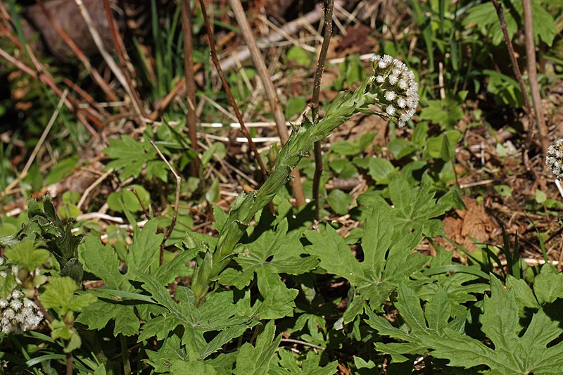 File:Petasites frigidus 1925.JPG