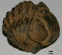 Trilobit