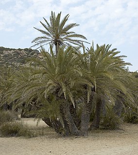 <i>Phoenix theophrasti</i> Species of palm