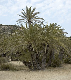 <i>Phoenix theophrasti</i> species of plant