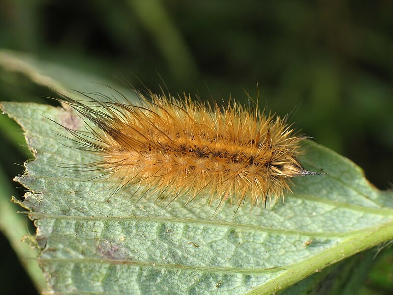 File:Phragmatobia fuliginosa caterpillar IMG 3532 (Nemo5576).jpg