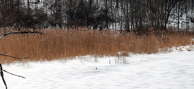 near the lower beaver dam along Gully Road