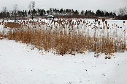 across from the pavilion at the fishing pond