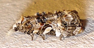 <i>Phtheochroa</i> Genus of tortrix moths