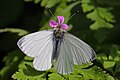 * Nomination Large white (Pieris brassicae) male, spring brood, Oxfordshire --Charlesjsharp 19:59, 3 July 2016 (UTC) * Decline  Oppose Per previous nomination. --C messier 08:45, 10 July 2016 (UTC)