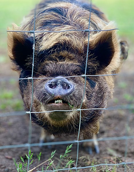 File:Pig behind a Fence.jpg