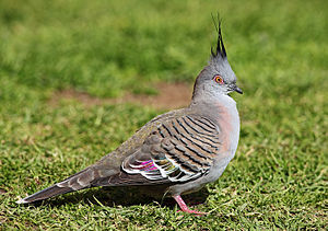 Pigeon-Crested.jpg