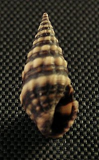 <i>Pilsbryspira garciacubasi</i>