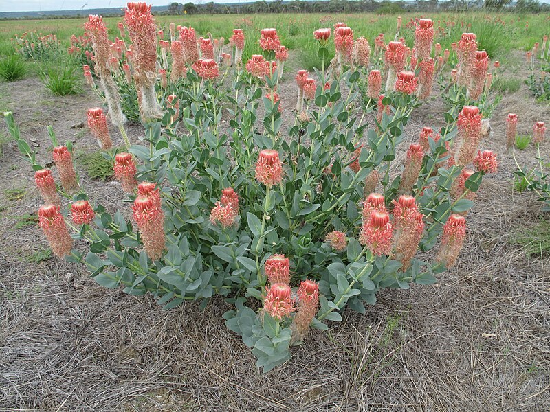 File:Pimelea decora Redcliffe 3767.jpg