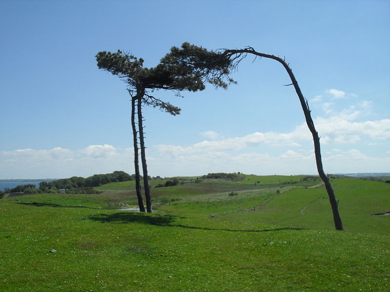 File:PineTreesNekseloInWind.jpg