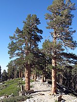 San Gorgonio Wilderness, San Bernardino Mts, California