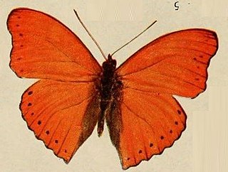 <i>Cymothoe reginaeelisabethae</i> Species of butterfly