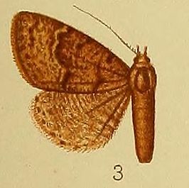 Antarchaea umbrifera