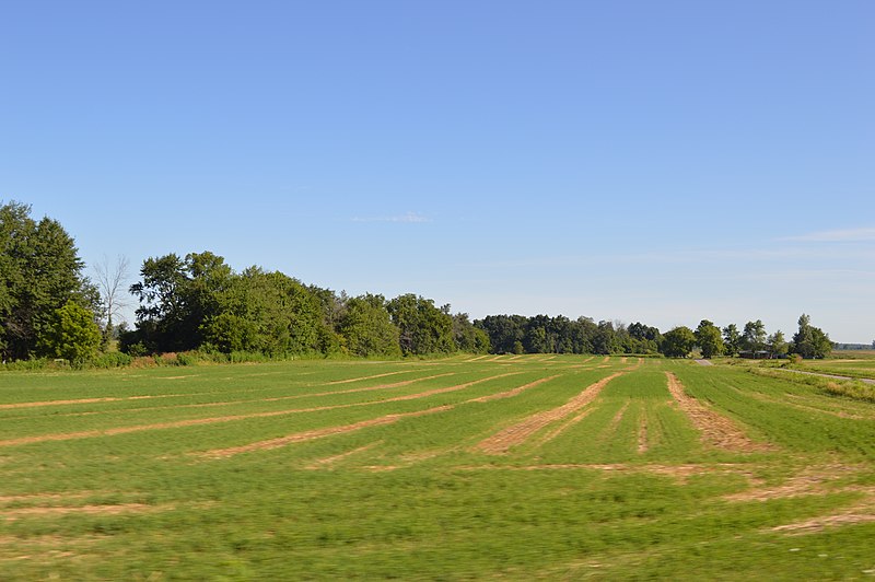 File:Pleasant Township soybean fields on 47.jpg