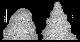 <i>Pleurotomella protocostulata</i> Extinct species of gastropod