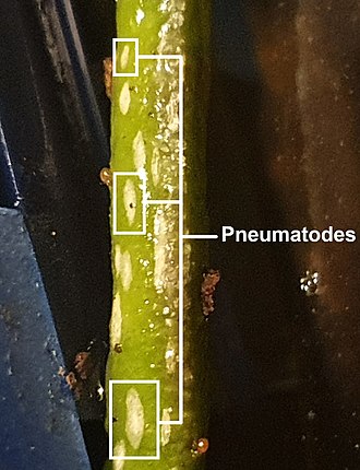 Visualisation of pneumatodes on a root of Phalaenopsis philippinensis Pneumatodes on Phalaenopsis philippinensis root.jpg