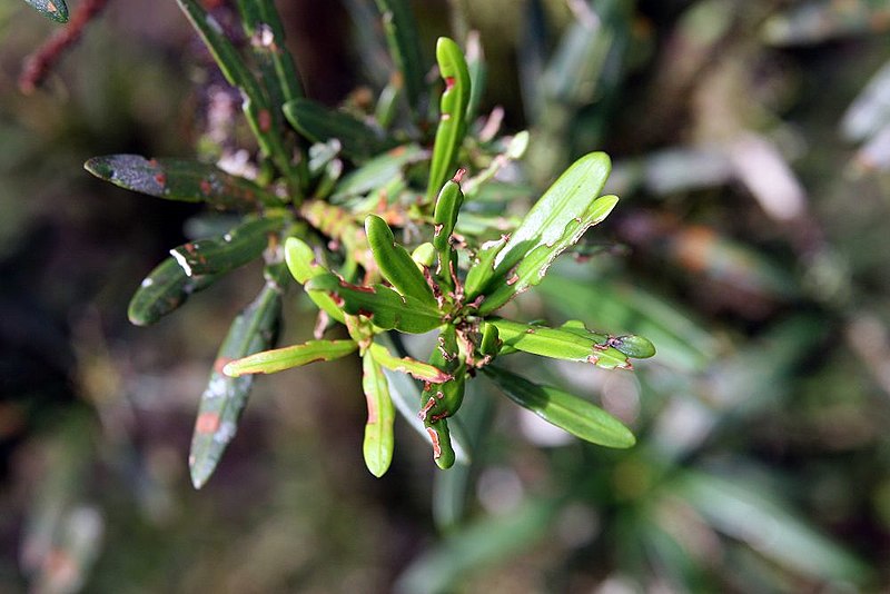 File:Podocarpus oleifolius 2zz.jpg