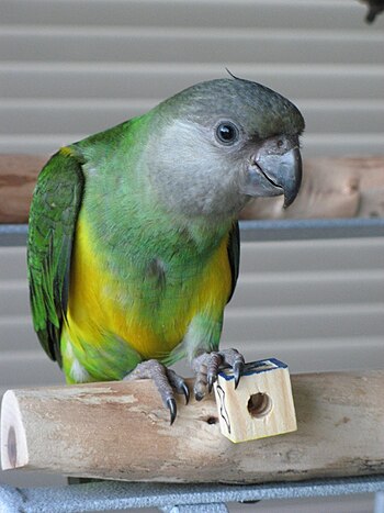 A juvenile Senegal Parrot.