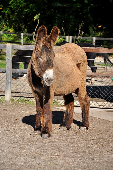 Tập_tin:Poitou_Donkey_2855.jpg