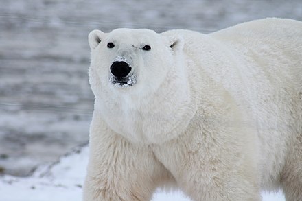 The bear is white. Белый медведь Умка Екатеринбург. Белый медведь в Северной Америке. Белый медведь на Чукотке. Медведь Умка Екатеринбург.