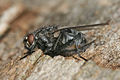 * Nomination Polietes lardaria of familiy muscidae --Richard Bartz 18:49, 1 November 2007 (UTC) * Promotion Wonderful detail. Calibas 07:19, 5 November 2007 (UTC)